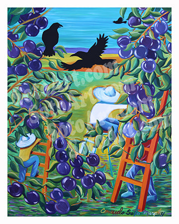 Plum Ravens